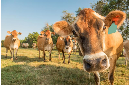 
Jersey cows 

